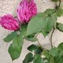 Roze plant Image 3
