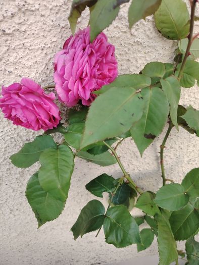 Roze plant