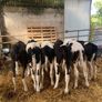Fresian heiffer calves Image 2