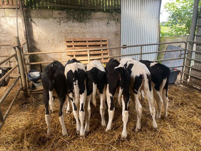 Fresian heiffer calves