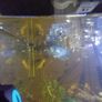 Fish guppies 1e each Image 3