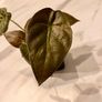 plant Image 2
