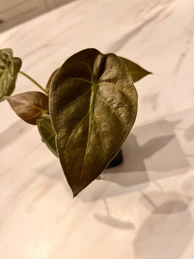 plant