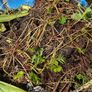 free garden plants Image 2