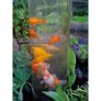 Ubbink Fish Tower 66 cm Acrylic 1372161 Image 4