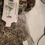 Meadows Byrne pine potpouri new set Christmas decor Image 3