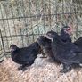 chickens Image 7