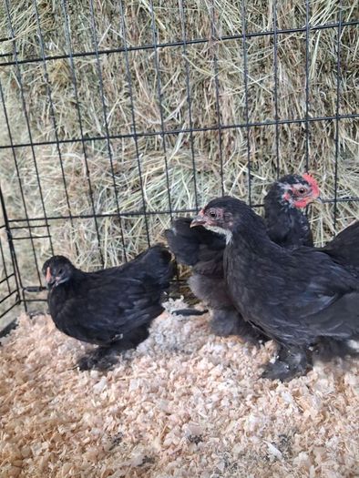 chickens