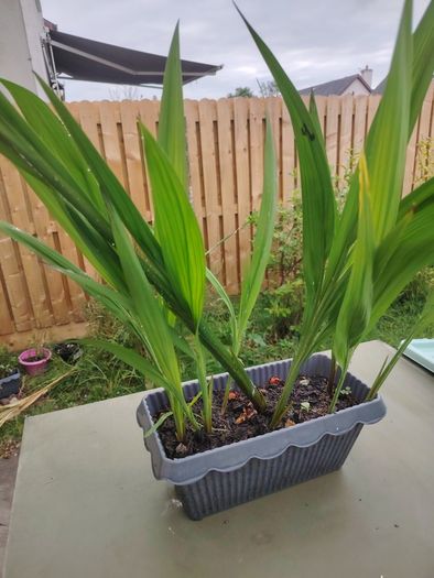 Crocosmia Lucifer red