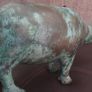 Cooper  cow (bull) Image 5