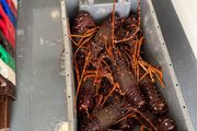 We buy brown crabs, lobsters, crayfish, razors