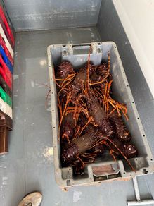 We buy brown crabs, lobsters, crayfish, razors