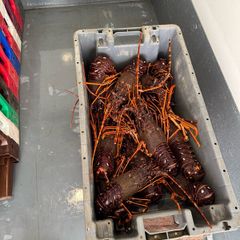 We buy brown crabs, lobsters, crayfish, razors