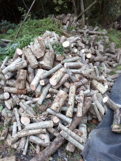 fire woods