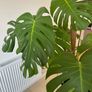 Indoor Plant - Monstrera incl. pot and saucer and climbing stick Image 2