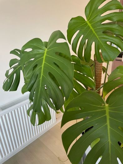 Indoor Plant - Monstrera incl. pot and saucer and climbing stick