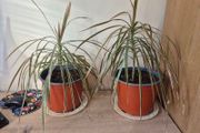 Dragon Tree Plants (Dracaena)