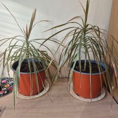Dragon Tree Plants (Dracaena)