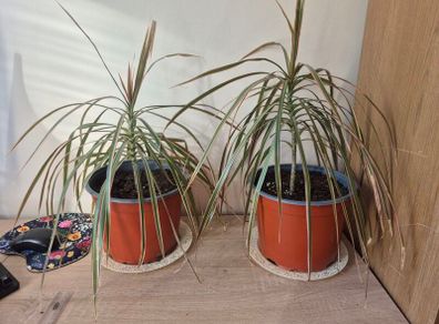 Dragon Tree Plants (Dracaena)