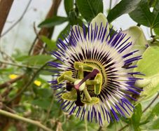 Passion Flower Plant