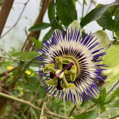 Passion Flower Plant