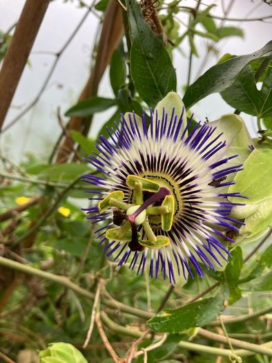 Passion Flower Plant