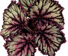 Begonia