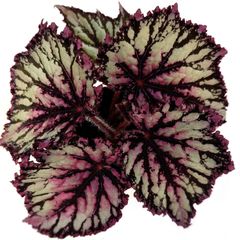 Begonia