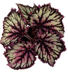 Begonia