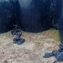 120 Round bales of Silage Image 2