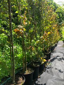 Cercidiphyllum japonicum, Katsura tree, Caramel tree