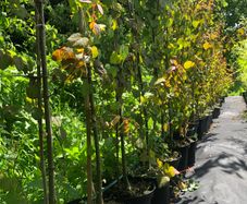 Cercidiphyllum japonicum, Katsura tree, Caramel tree