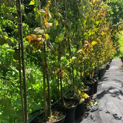 Cercidiphyllum japonicum, Katsura tree, Caramel tree