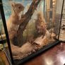 taxidermy Image 4