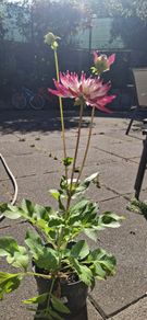 'Dutch Explosion' Dahlia