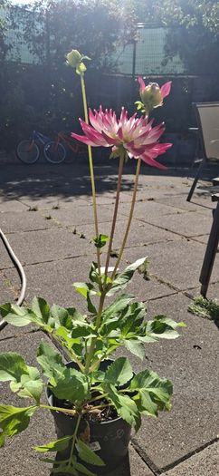 'Dutch Explosion' Dahlia