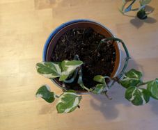 2 Photos in one pot