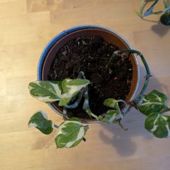 2 Photos in one pot