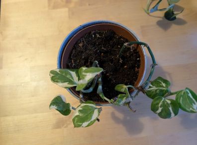 2 Photos in one pot