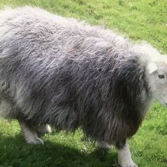 Sheep for sale