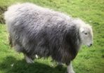 Sheep for sale