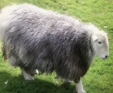 Sheep for sale