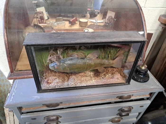 Antique Taxidermy