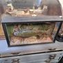 Antique Taxidermy Image 3