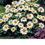 (Z) Mexican Zinnia White seeds 0.2g (604609) Image 2