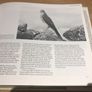 The Book of the " Irish Countryside" Image 5