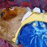 DISNEY BEAST by Steiff From Beauty & The Beast Image 6