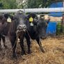5 super heifer calves Image 2