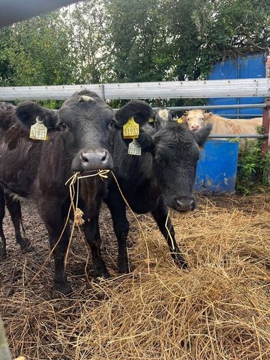 5 super heifer calves
