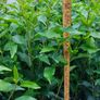 Portuguese Laurel Image 10